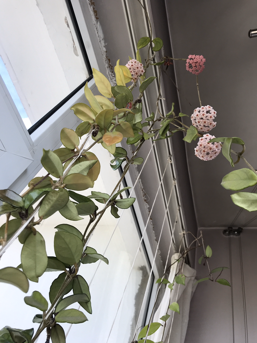 防盗窗上养这2种花夏天遮阴又降温开花还特漂亮