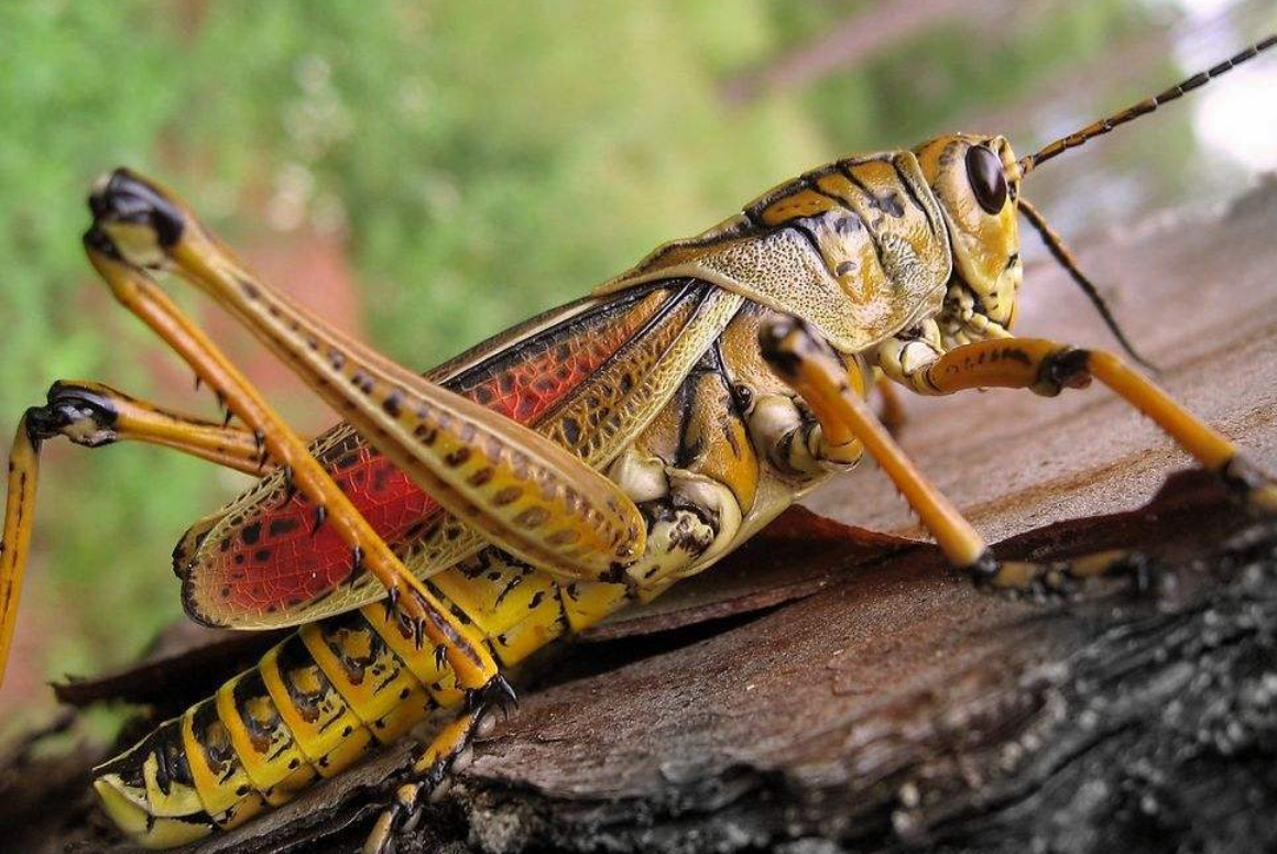 蝗虫为何这么多?人可以食用吗?