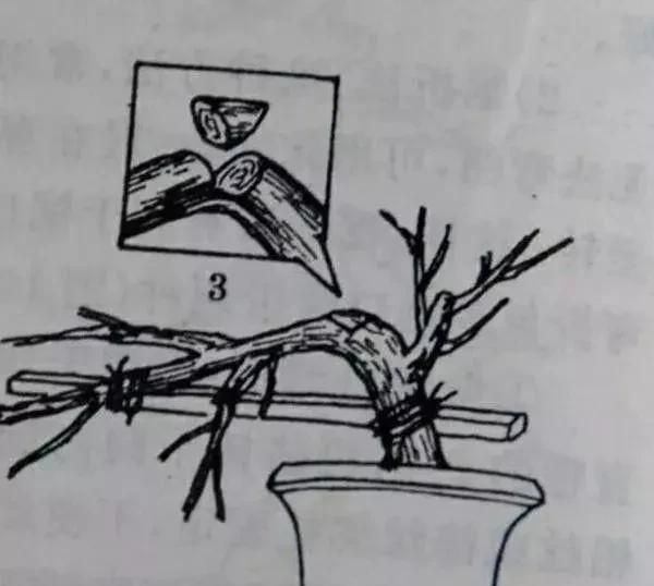 这4种常见的盆景主干"拿弯技法",你都知道吗?