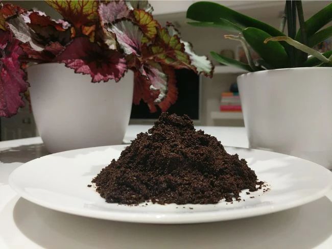 咖啡渣给室内植物施肥要小心放阳台上晒一下变成有机肥料