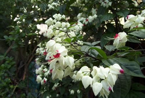 龙吐珠|养花|盆栽_新浪新闻