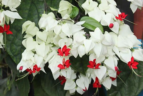 龙吐珠|养花|盆栽_新浪新闻