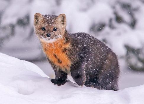东北三宝之一,古代皇帝最爱的装饰品,如今生存境地频频告急|紫貂|貂皮