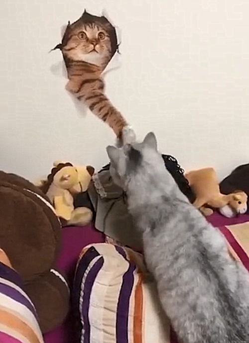 猫咪把墙挠坏了换上壁纸后主子们的反应太好笑可以看一整天