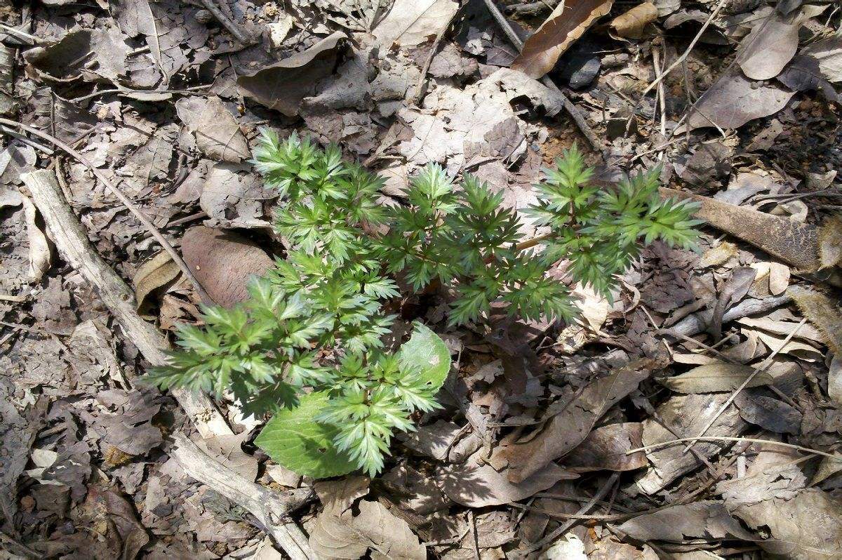 年年去挖的山萝卜,原来是一种人参,心里暗喜值了大钱!