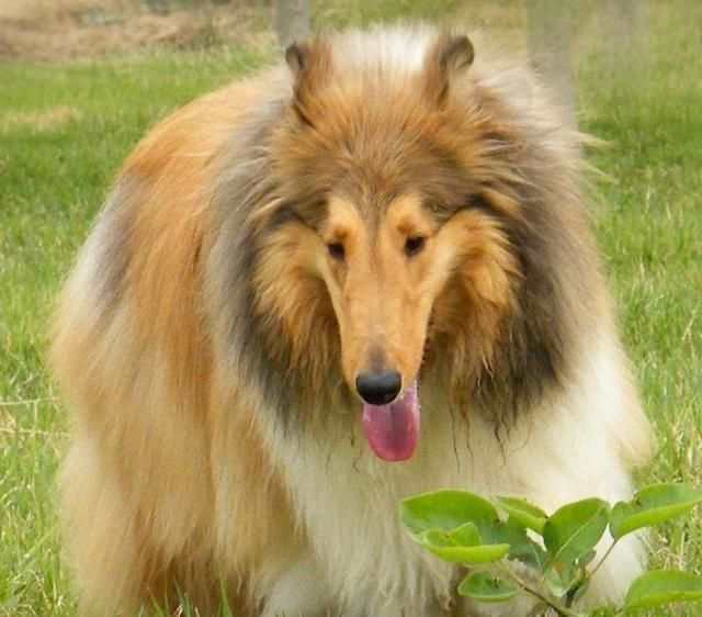 知名电视剧《灵犬莱西》中的明星,苏格兰牧羊犬