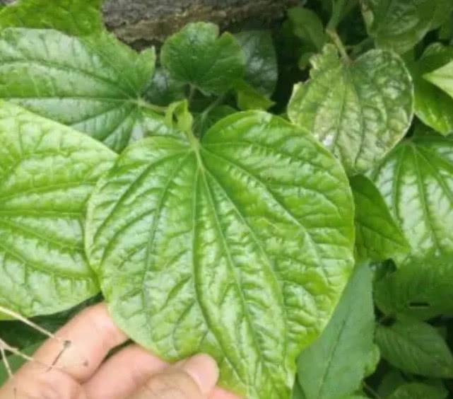 炒田螺时,爷爷教我放一片"叶子"出锅的田螺又鲜又香还好吃!