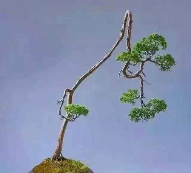 这4种常见的盆景主干"拿弯技法",你都知道吗?