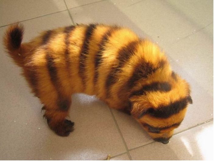 狗狗因长相酷似老虎,流浪路边无人敢靠近,给它洗澡后傻眼了