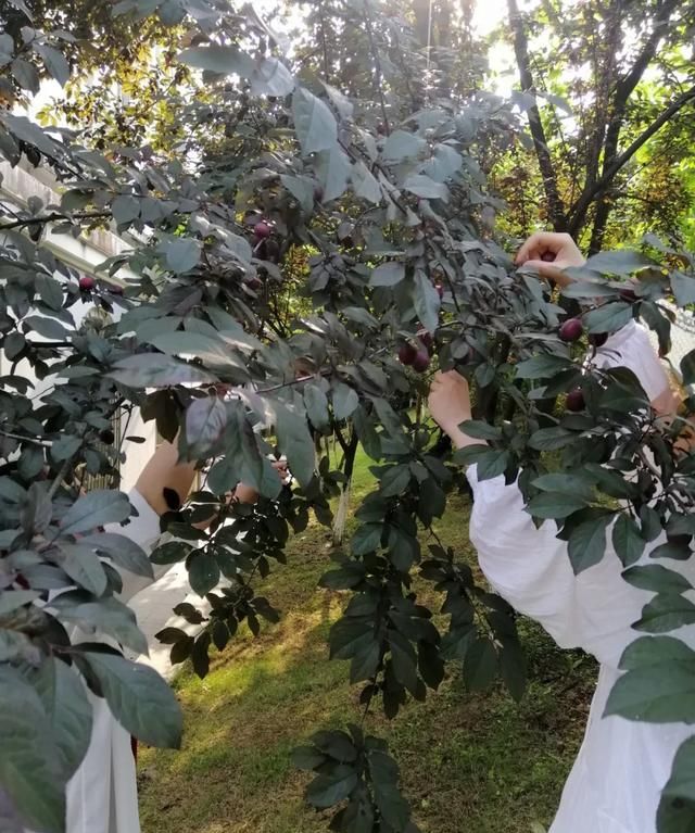 创城进行时建宁人注意了绿化树上的果子千万不要采摘