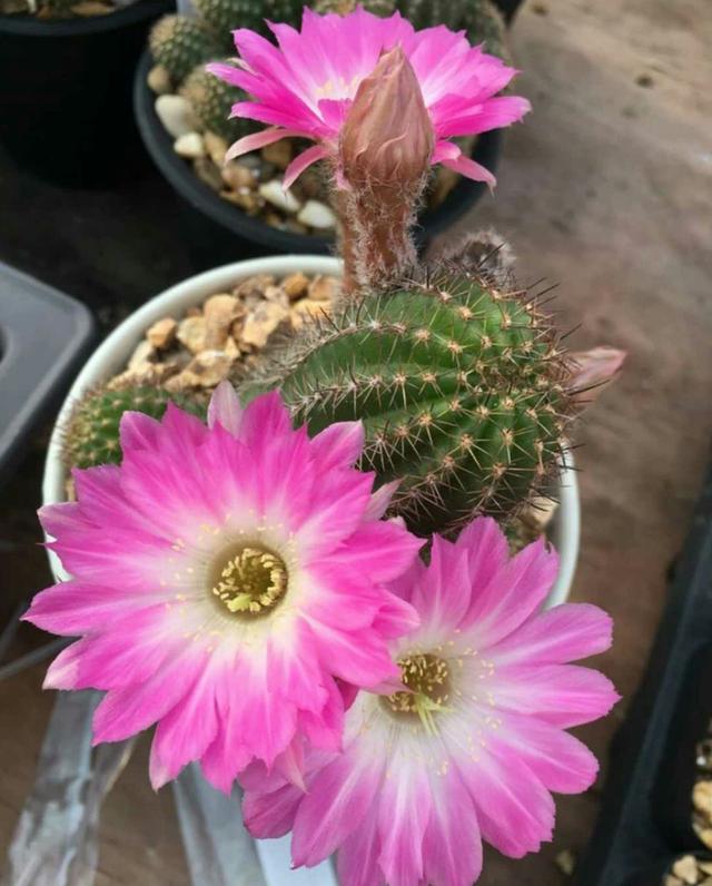 盆栽仙人球选这款,花超美,一年开花多次,养护容易,很值得栽培