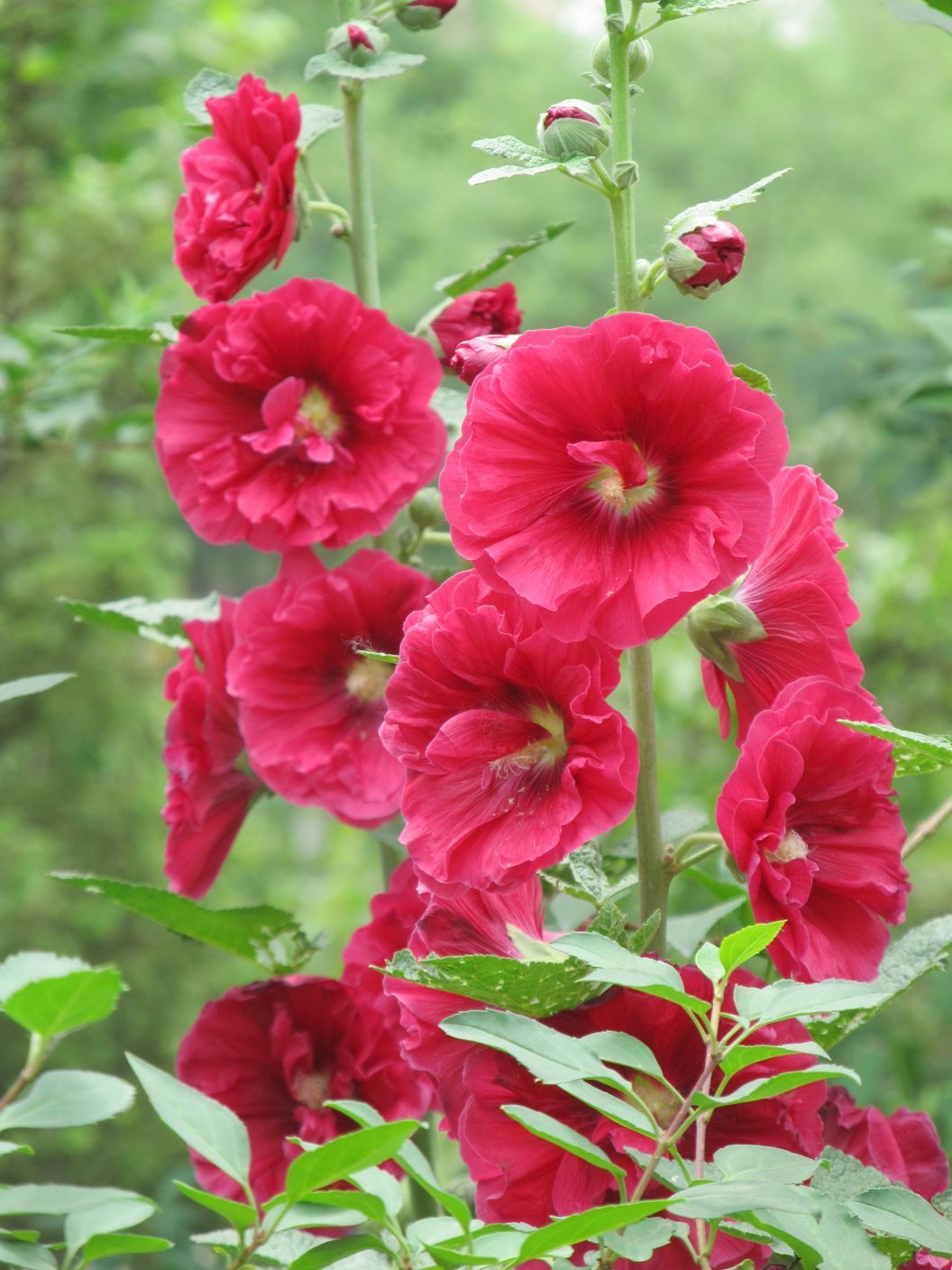 最适合夏季养护的3种花卉,花色艳丽,花期长,开花爆盆的花卉