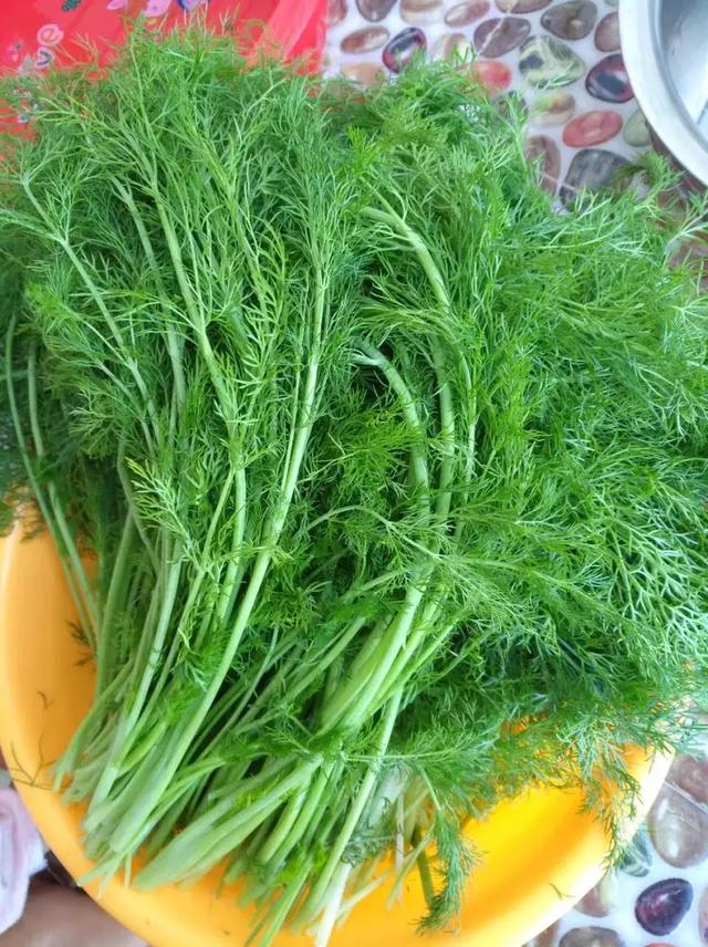 湿气最怕它了,用来包饺子,比韭菜馅好吃,湿气消失了|茴香菜|湿气|包