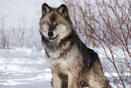 成年不列颠哥伦比亚狼有42颗牙齿,包括门牙,犬牙,前臼齿,裂齿以及臼齿