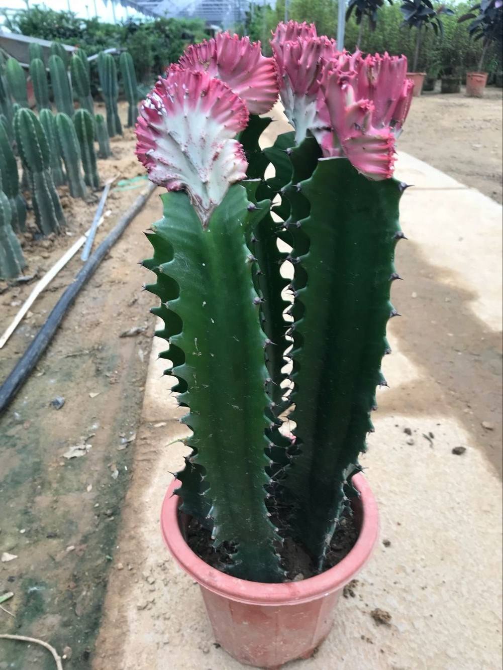 龙骨花枝条发软做好几点轻松改善症状长得壮