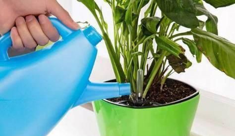 冬天养花,浇水施肥别乱用,不然全烂根,一盆都不剩!