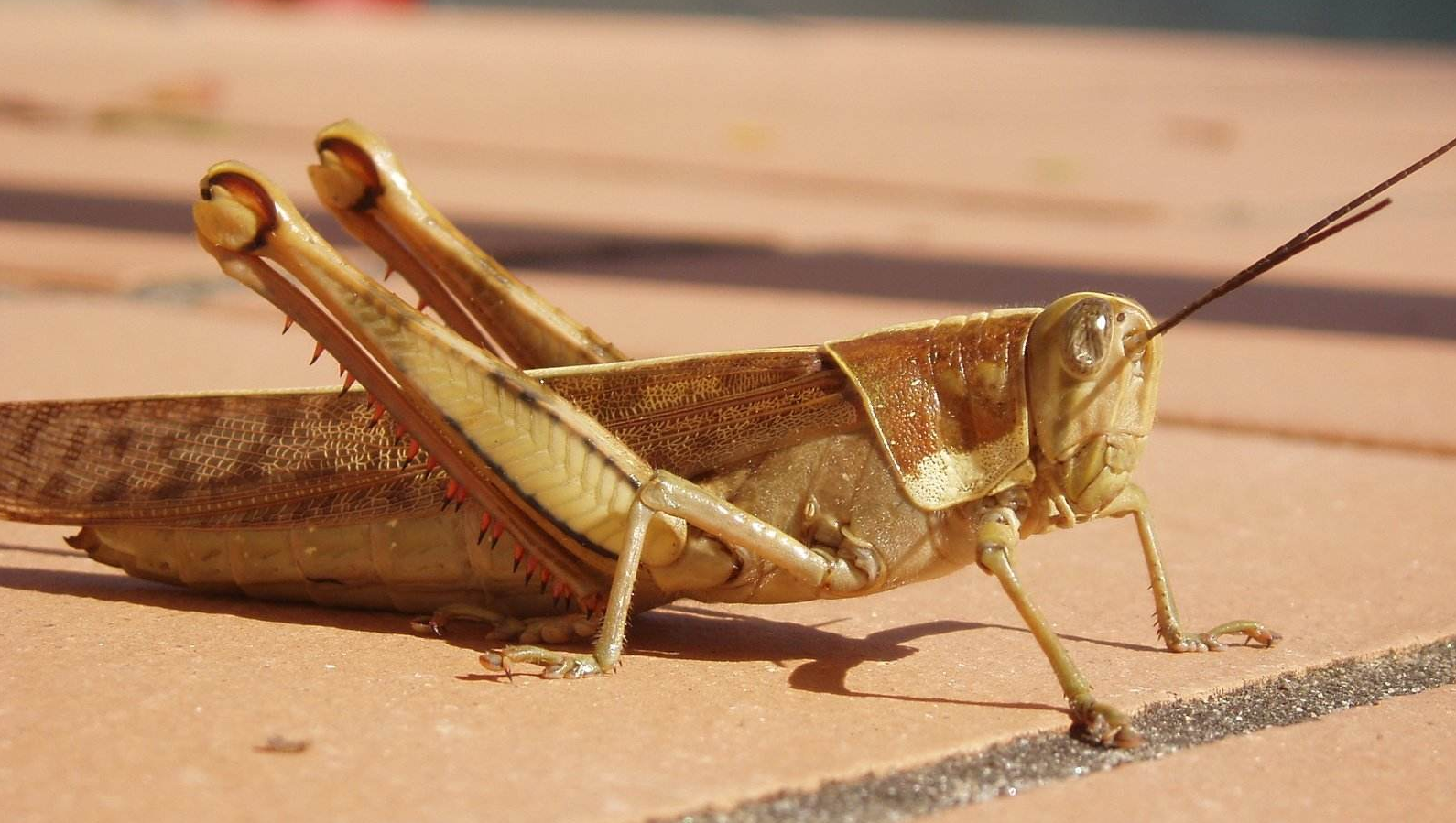 根据新科学报告指出,最近"非洲蝗虫"大规模地进入到伊朗,导致伊朗受灾
