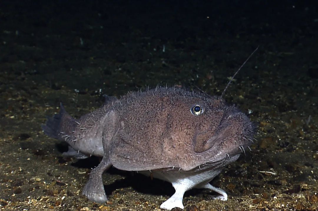 又蠢又凶的鮟鱇鱼,就是传说中深海鱼因为不见光就瞎长的模样.