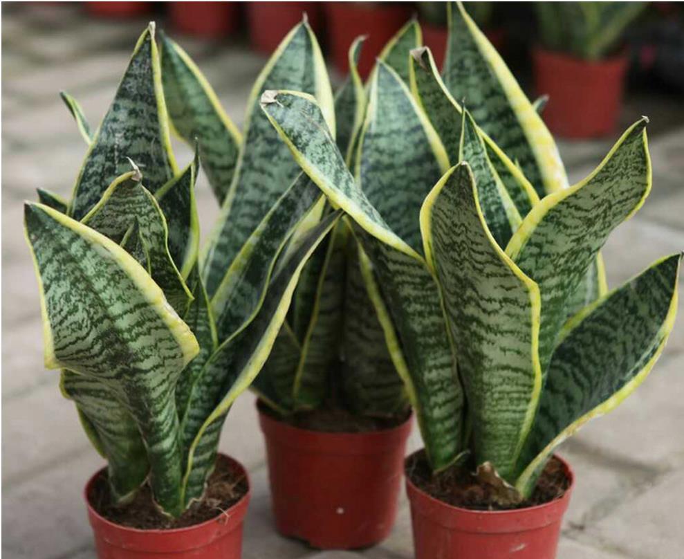 养虎皮兰,给它喝点黄豆水,虎皮兰呼呼冒"小崽"!