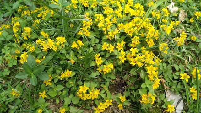 今天为大家介绍一种农村里常见的植物～过路黄,它又叫金钱草,真金草