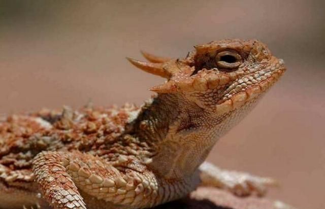 头条转载本科校友父亲彭加木在罗布泊或丧命沙漠食人蜥蜴