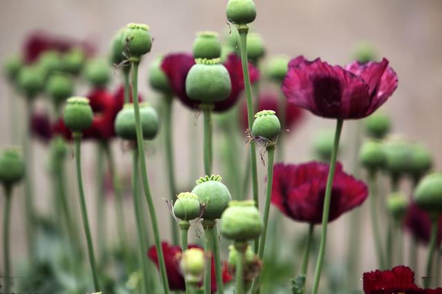 (制鸦片的罂粟)