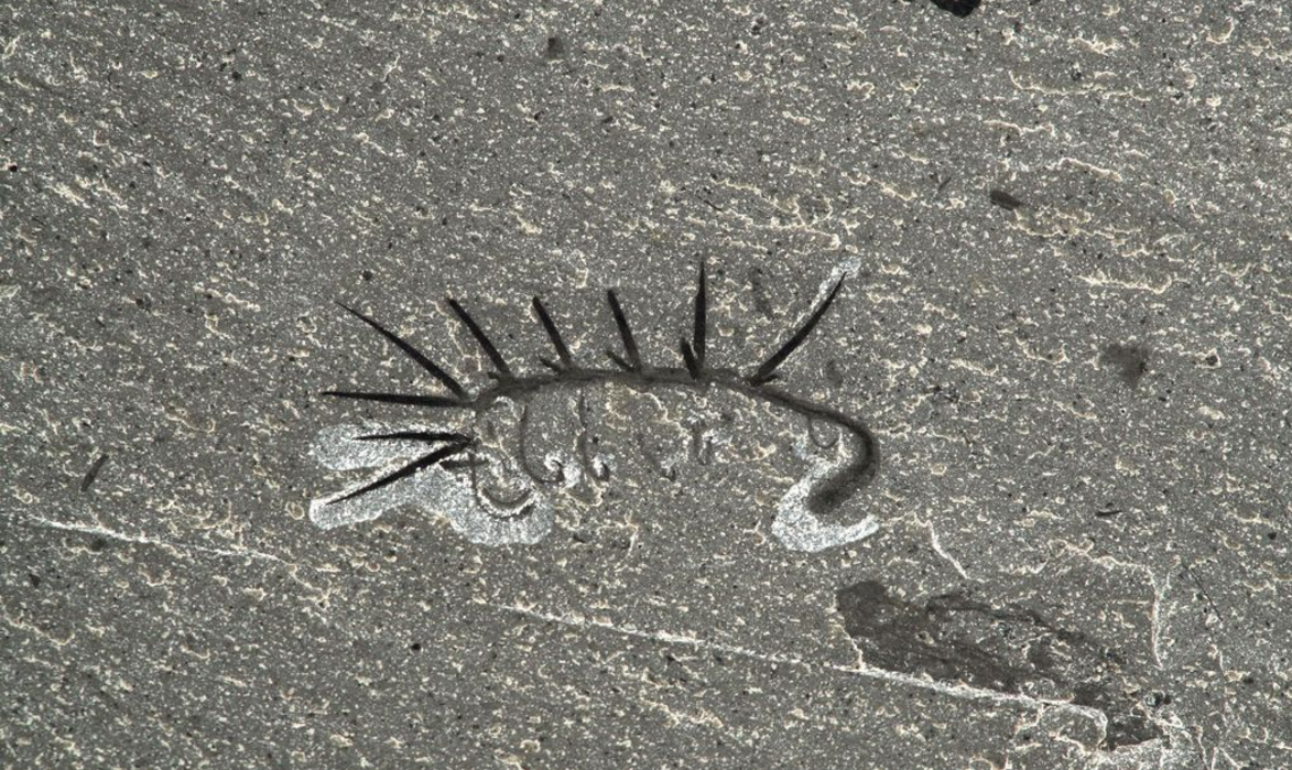 1984年之前,有关怪诞虫的头尾之分存在巨大的争议,直到古生物学家们在