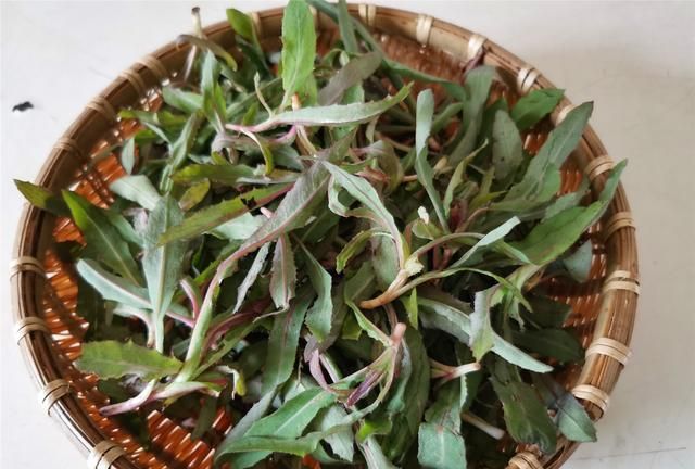 5月的东北,吃曲麻菜正当时,教你认识区分曲麻菜和