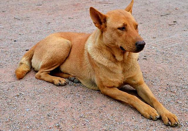 土狗并非只配看门，在历史上，中华田园犬是人们的掌上明珠|田园|土狗|狗狗_新浪新闻