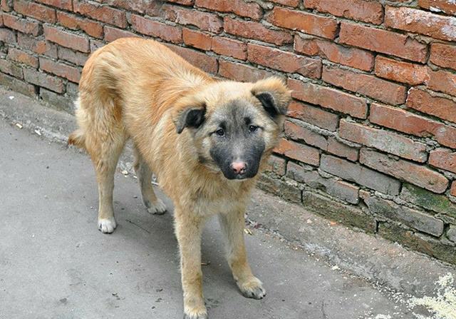 土狗并非只配看门，在历史上，中华田园犬是人们的掌上明珠|田园|土狗|狗狗_新浪新闻