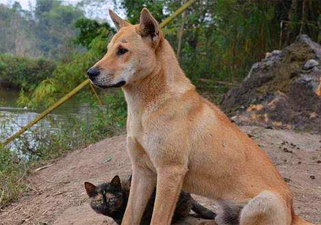 土狗并非只配看门，在历史上，中华田园犬是人们的掌上明珠|田园|土狗|狗狗_新浪新闻