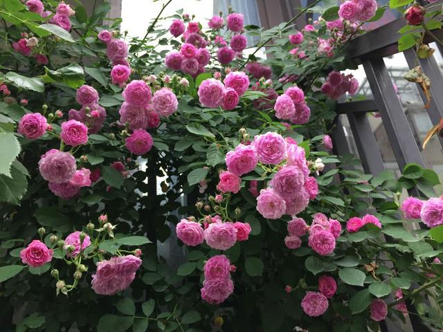 蔷薇"十姐妹",开花超级多,能开成花墙,养护容易,南北都能种