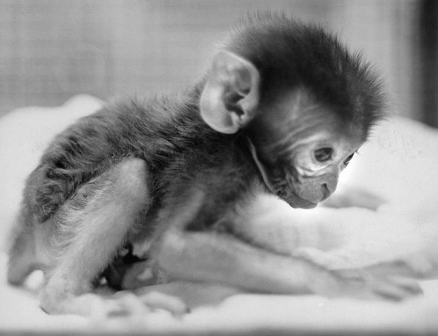 与人相似度94的物种被迫进行恒河猴实验它的结局如何