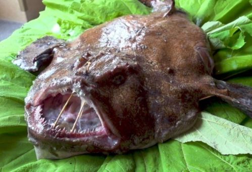 人称"蛤蟆鱼",长得奇丑无比,肉质鲜美且刺少,价格低到2元1斤__财经