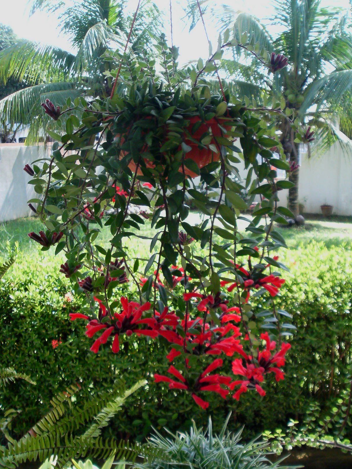 毛萼口红花四季都可开花,特别耐阴,忽略一点,很多人都养不好