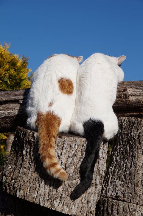 ▼主人偷偷来到它们身后,在它们看不到的角度望着它们的背影