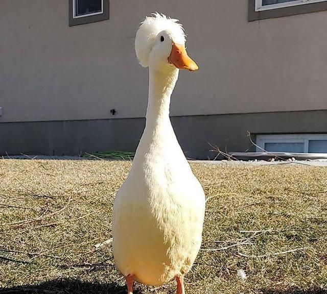 "爆炸鸭头"呆萌可爱走红网络 成因让人心酸 网友:天生表情包