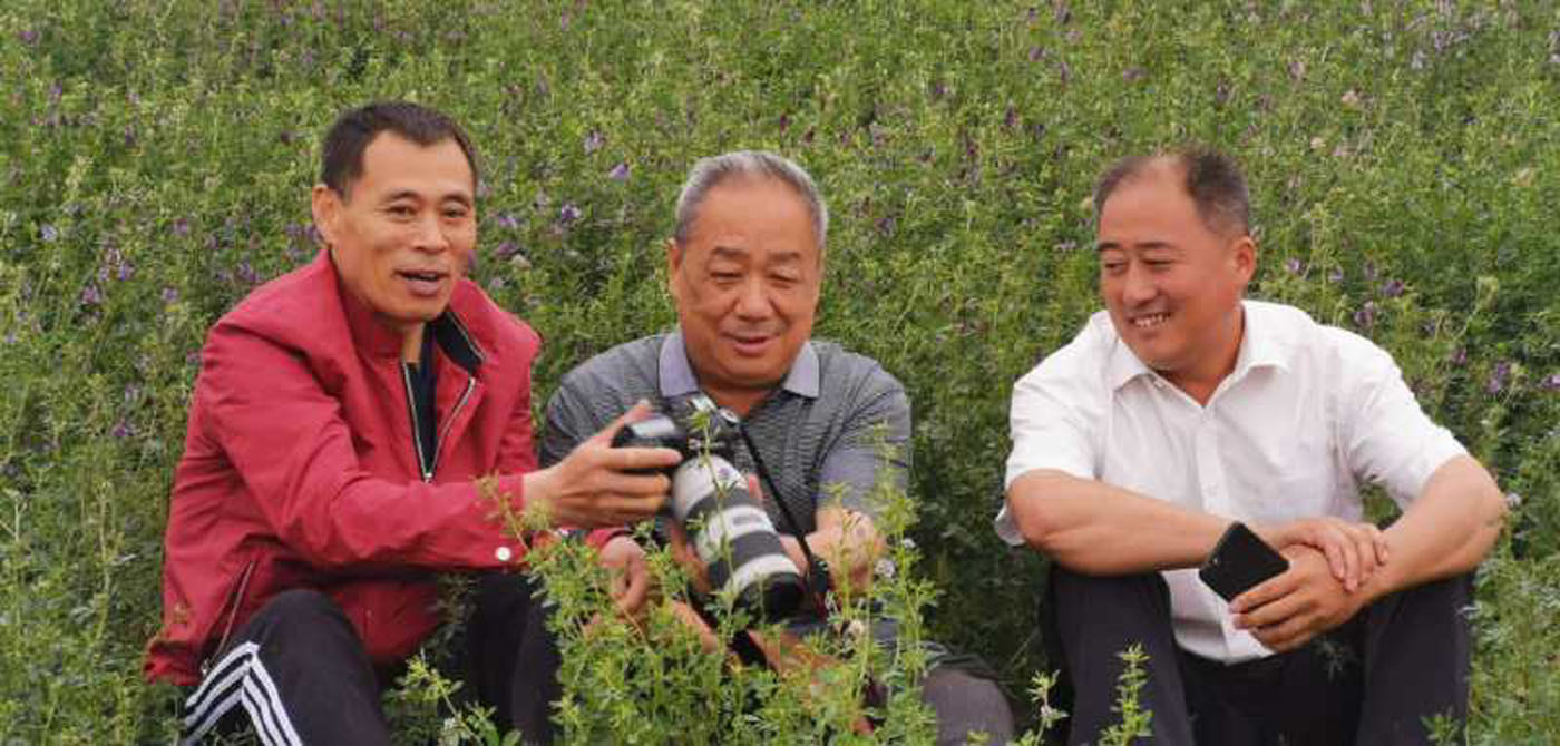 山东无棣：紫花苜蓿香飘万里