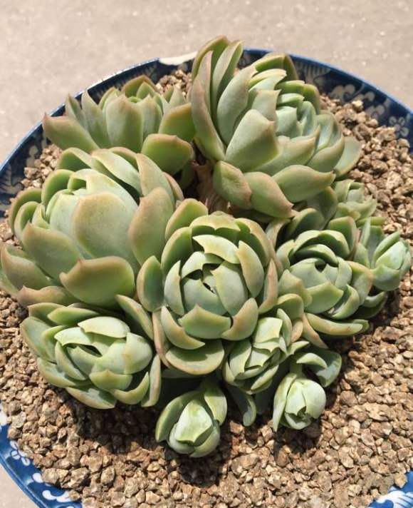 多肉冰梅好养护易爆多头要用盘子装一年至少爆8头