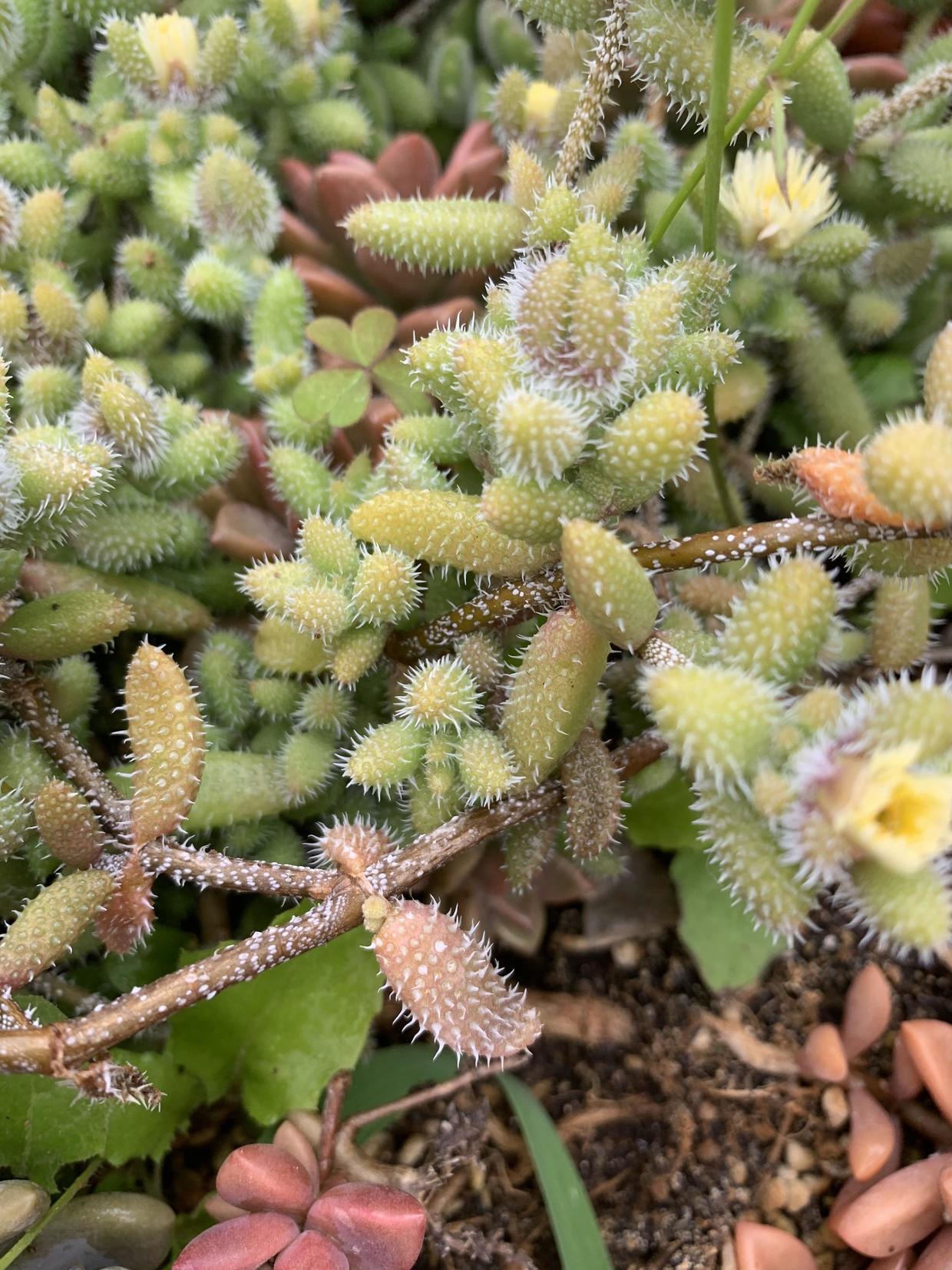 路边捡的"苍耳",长满盆了,原来是多肉雷童,有谁见过吗?