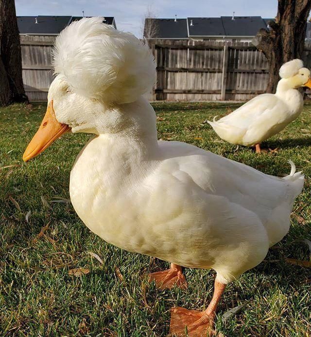 走红网络 成因让人心酸 网友:天生表情包|爆炸|凤头|鸭子_新浪新闻