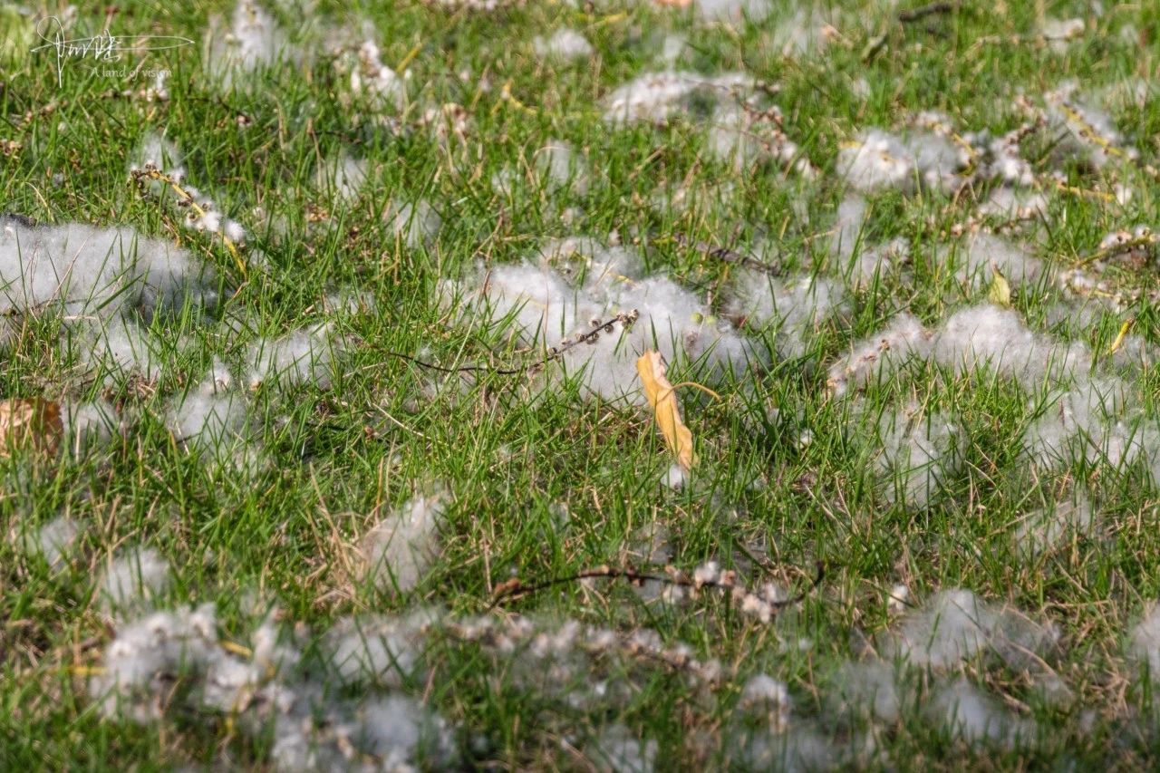 又到杨絮飞舞的季节,很好看却让人生厌|杨絮|柳絮|水肿_新浪新闻
