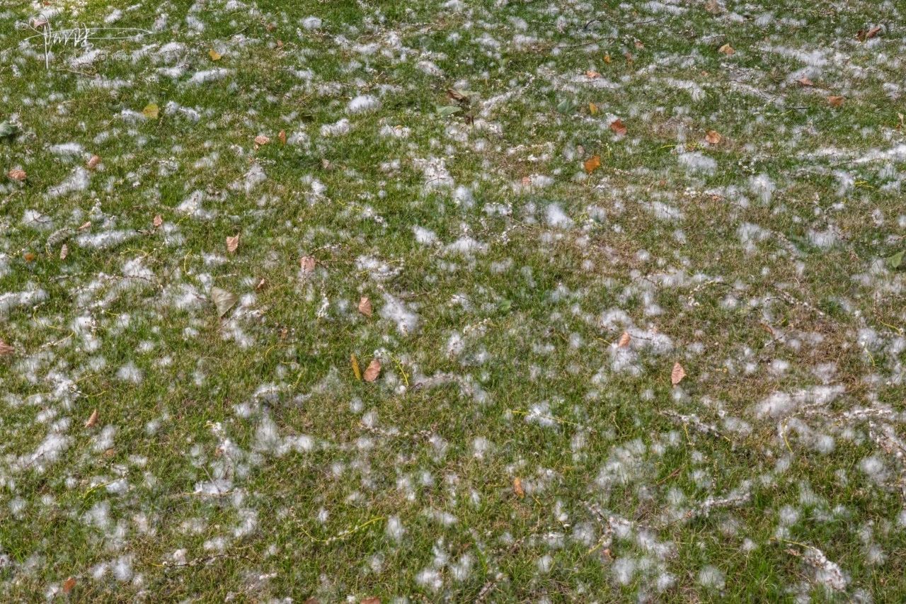 又到杨絮飞舞的季节,很好看却让人生厌