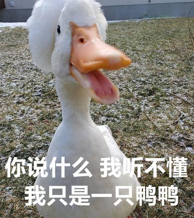 "爆炸鸭头"呆萌可爱走红网络 成因让人心酸 网友:天生表情包