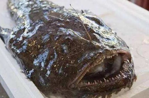 人称"蛤蟆鱼",长得奇丑无比,肉质鲜美且刺少,价格低到2元1斤__财经