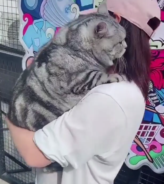 主人抱爱猫跳舞,它的"极品身材"让人担心:小姐姐,手痛吗?