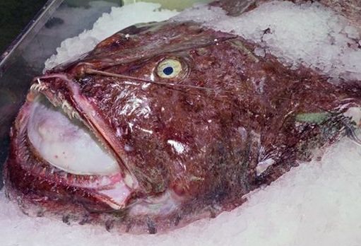 人称"蛤蟆鱼",长得奇丑无比,肉质鲜美且刺少,价格低到2元1斤__财经