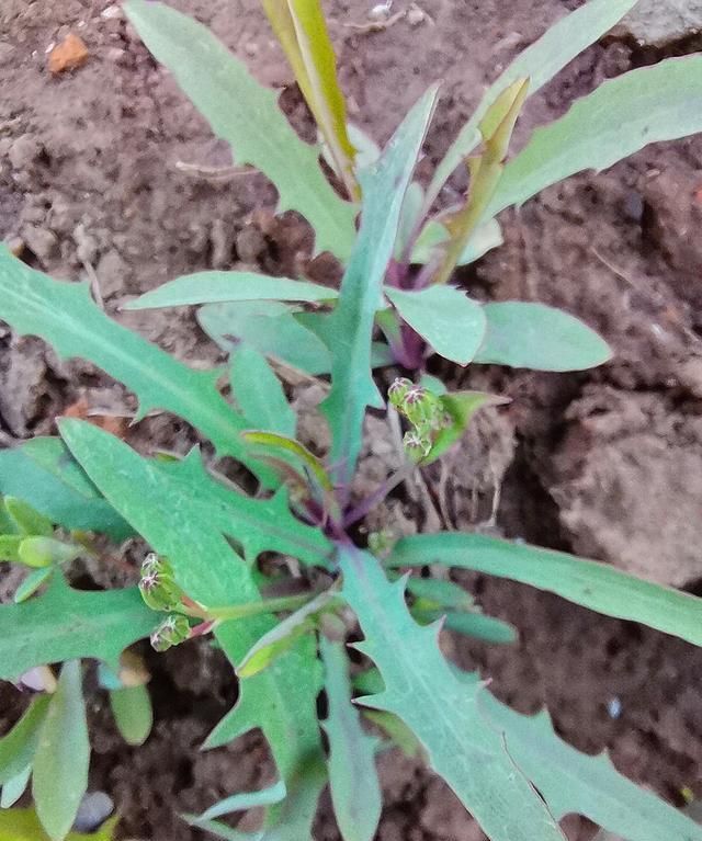 5月的东北,吃曲麻菜正当时,教你认识区分曲麻菜和