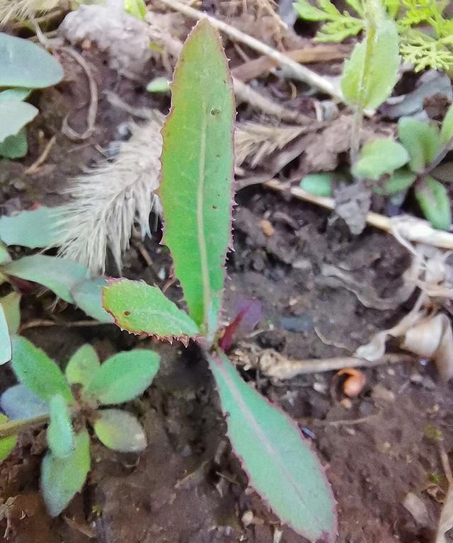 5月的东北,吃曲麻菜正当时,教你认识区分曲麻菜和