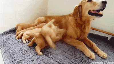 金毛妈正在给小金毛们喂奶,仔细一看,有一只真是拼尽全力|金毛|小狗狗